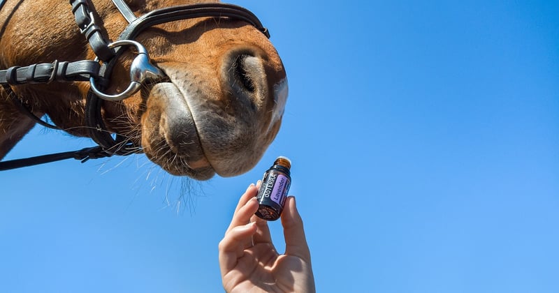 Les 5 critères essentiels pour évaluer la qualité d'une huile essentielle bio
